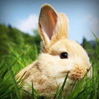 /album/aramingkog/photolia-a03-jpg/